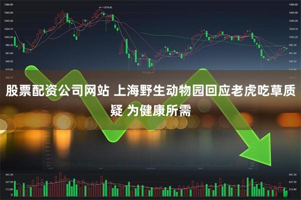 股票配资公司网站 上海野生动物园回应老虎吃草质疑 为健康所需
